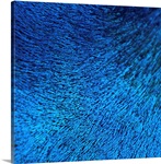 Close up of peacock feather at zoo.