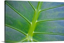 Close-up of plant