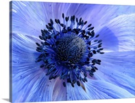 close up of purple poppy anemone.