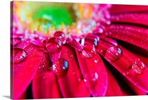 Close up of rain droplets on pink gerbera flower.