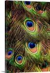 Close-up of the tail feathers of an Indian Peacock