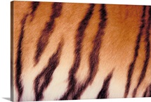 Close-up of tiger stripes