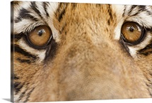 Close-up of Tiger's eyes