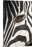 Close-up of Zebra's eye, Africa, Tanzania, Ngorongoro Conservation Area