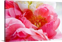 Close up shot of a pink peony