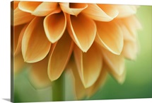Closeup of orange Dalia flower petals.