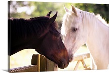 Dark bay and gray horse sniffing each other.