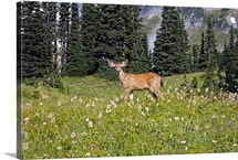 Deer in Field, Washington, united states of america