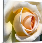 Detail of pale rose.