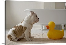 Dog on mat looking at plastic duck