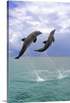 Dolphin, Bottle Nose Dolphin