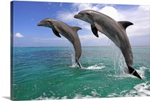 Dolphin jumping in unison, Honduras