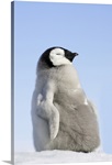 Emperor Penguin