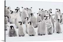 Emperor penguin chicks, ome spreading wings. Snow Hill Island, Antarctica.