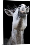 Expressive horse.