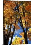 Fall trees