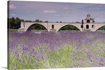 Field of lavender, St. Benezet's Bridge, Rhone River, Avignon, France