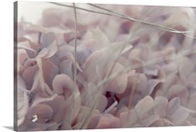 Floral abstract in pink
