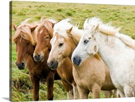 Four horses together.