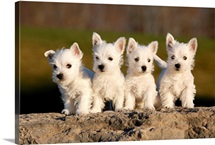 Four westies on rock