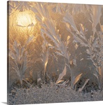 Frost