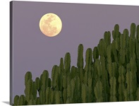 Full moon rising over cacti.