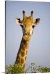 Giraff looking at camera, in Kruger National Park in South Africa.