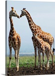Giraffe family in Aberdare, Kenya.