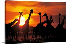 Giraffe herd in silhouette against sunset , Botswana, South Africa