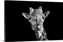 Giraffe in black and white on an all black background taken at Nashville Zoo.