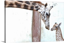 Giraffe mother and baby