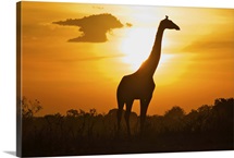 Giraffe of silhouette, masai mara.