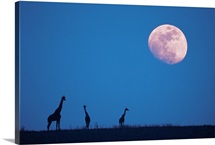 Giraffes at night with moon