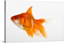 Goldfish, side view