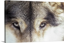 Gray wolf - Canis Lupus