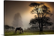 Grazing horse in partially wooded field.