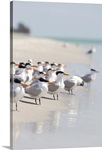 Group of terns on sandy beach in sanibel, florida.