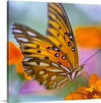 Gulf Fliterary Butterfly on orange flower.