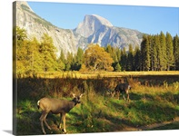 Half Dome with Yosemite valley at National Park.