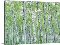Hiraniwa Highland, Kuji, Iwate, Honshu, Japan