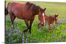 Horse on bluebonnet trail near Ennis, TX.