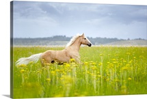Horse running in field.