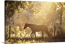 Horse underneath canopy of trees in forest running along fence, backlit by sunset.