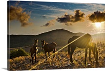 Horses grazing during sunset in Tolfa.