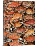 Hot fresh Crabs ready to eat right out of cooker.