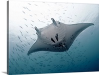 Huge graceful manta at German channel, Palau.
