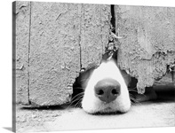 Hunting puppy pokes nose out from under the barn door.