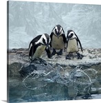 Jackass penguins overlooking water before diving all together.