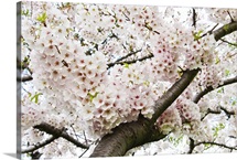 Japanese cherry in full bloom.