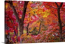 Japanese maple trees.